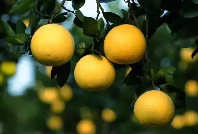 特色農(nóng)產(chǎn)品搭上互聯(lián)網(wǎng)快車 小胡柚圓大夢(mèng)想