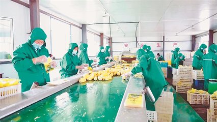 田間到舌尖的黃金窗口 鮮食玉米加工車間的農(nóng)產(chǎn)品增值密碼