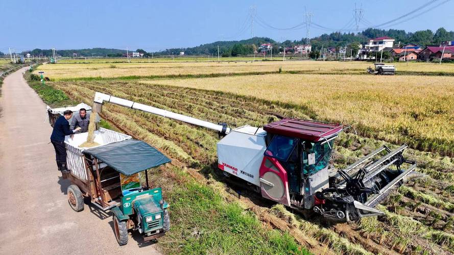 永州冷水灘農(nóng)技專家護航晚稻機收顆粒歸倉